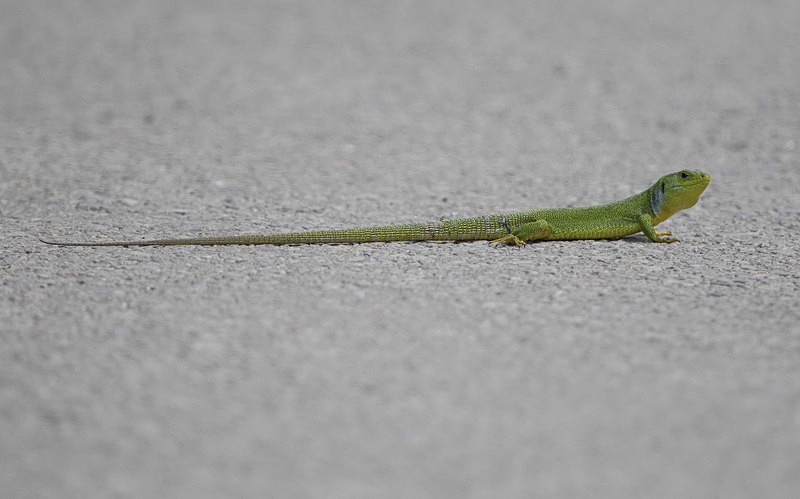 Balkan Green Lizard - Lesvos 2015