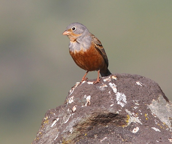Cretzchmar's Bunting - Lesvos 2011