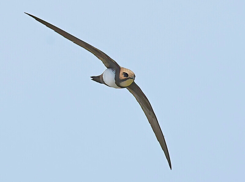 Alpine Swift - Lesvos 2025