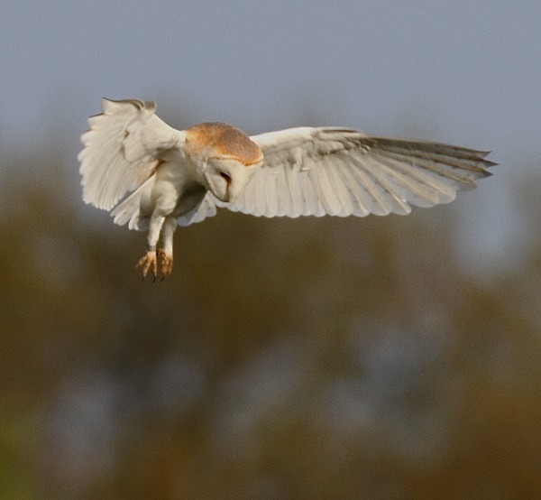 Barn Owl - Norfolk, Spring 2012