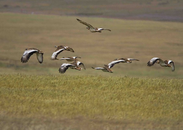 Great Bustards - Extremadura, Spain