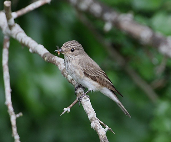 Spotted Flycatcher - Flycatchers