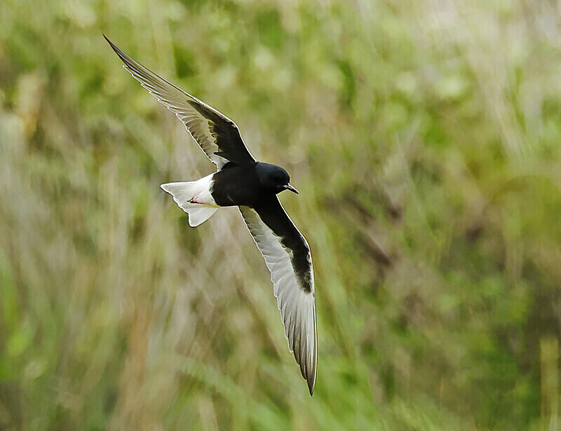 White-winged Tern - Lesvos 2025