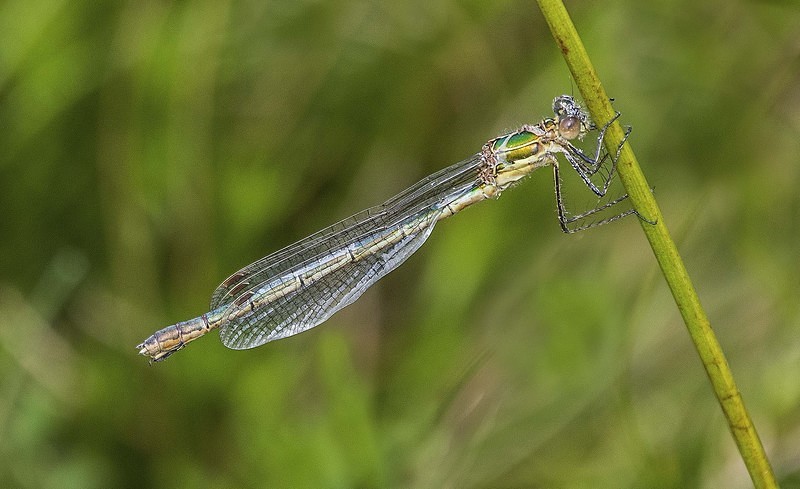 Emerald Damselfly - Dragonflies and Damselflies