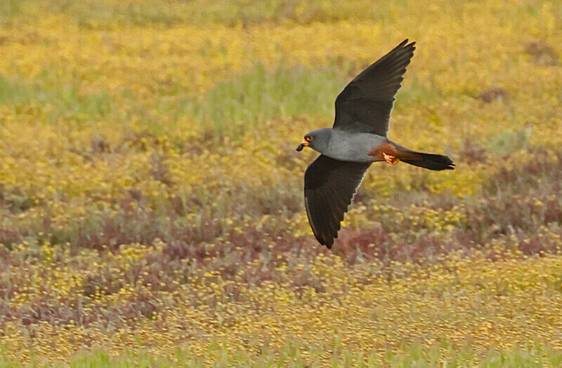 Red Footed Falcon - Lesvos 2025