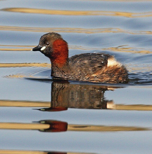 Little Grebe - Ducks, Grebes, Geese, Swans & Gulls