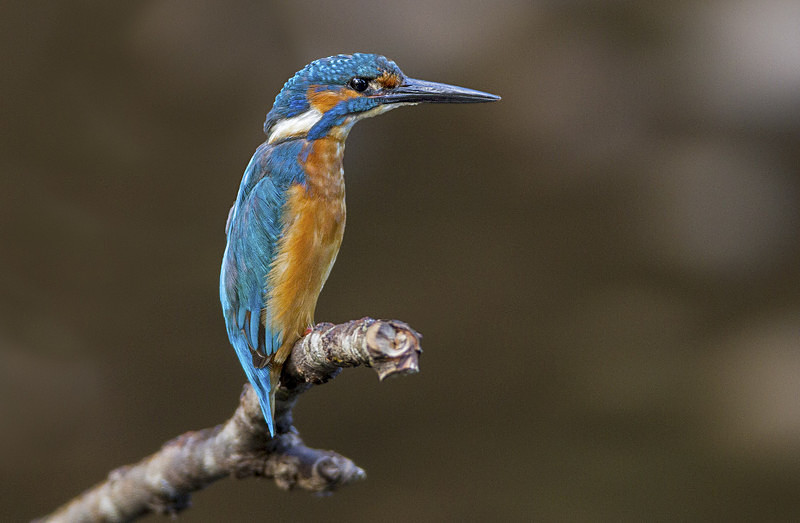 Male Kingfisher - Kingfishers