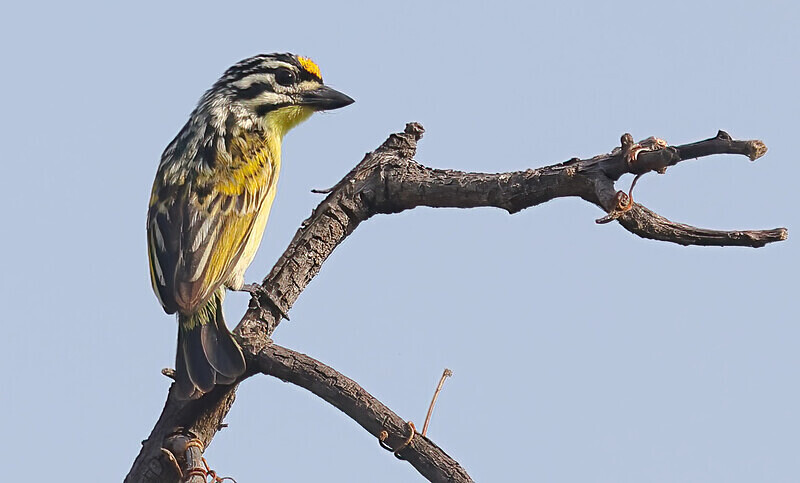 Yellow Fronted Tinker Bird - The Gambia Januarry 2026