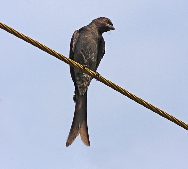 Ashy Drongo - Indian Birds