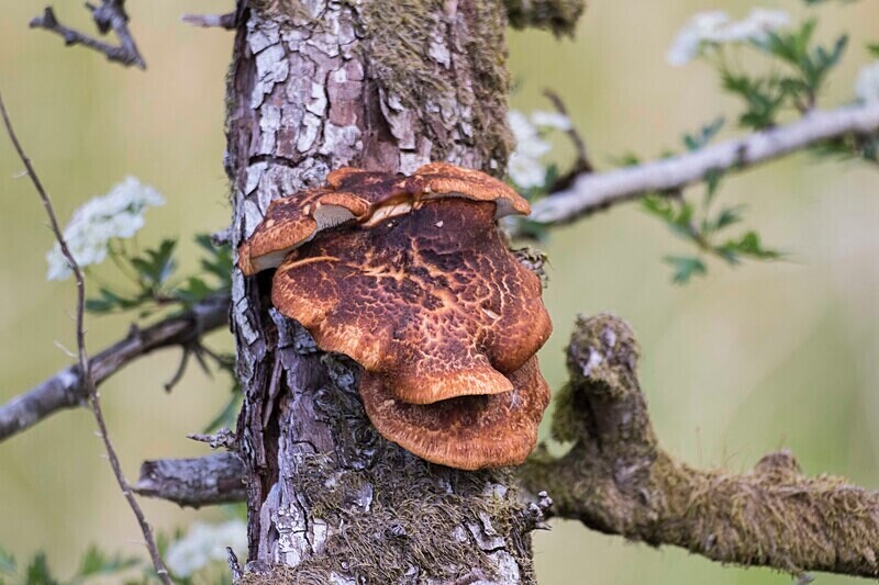 Dryads Saddle - Saddles