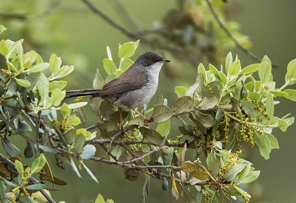 Sardinian Warbler - Extremadura, Spain