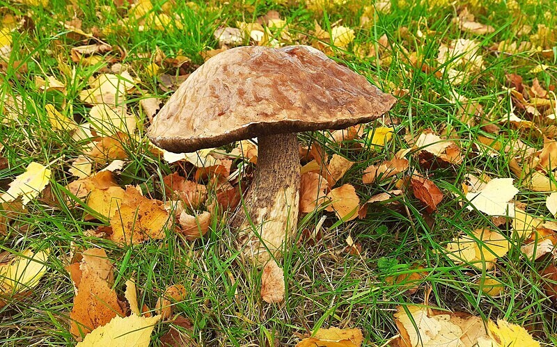 Birch Bolete - Boletes