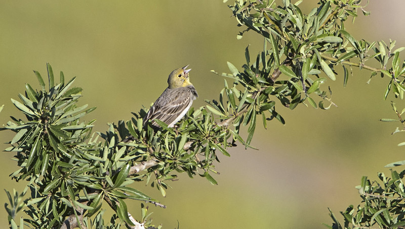 Cinerious Bunting. - Lesvos, Spring 2017