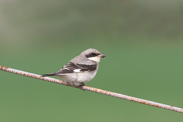 Southern Grey Shrike - Cyprus Birds