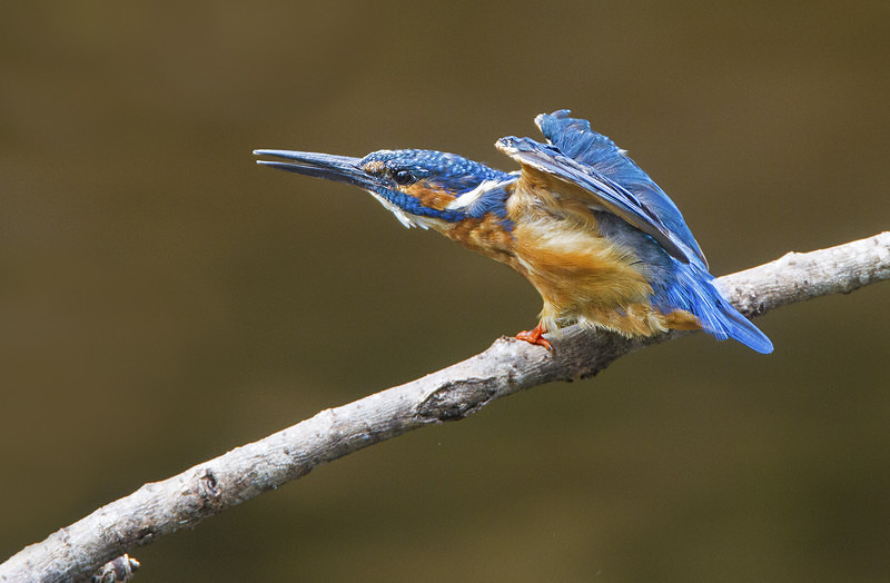 Male Kingfisher - Kingfishers