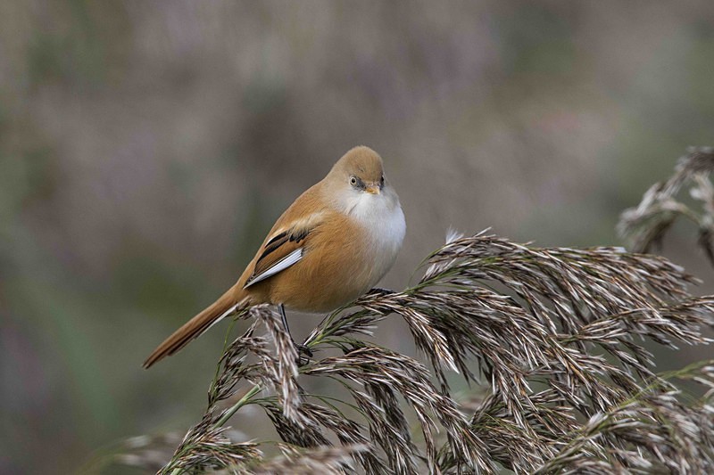 Bearded Tit, Female - Norfolk Autumn 2016