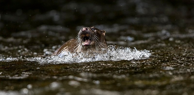 Otter - From around the UK
