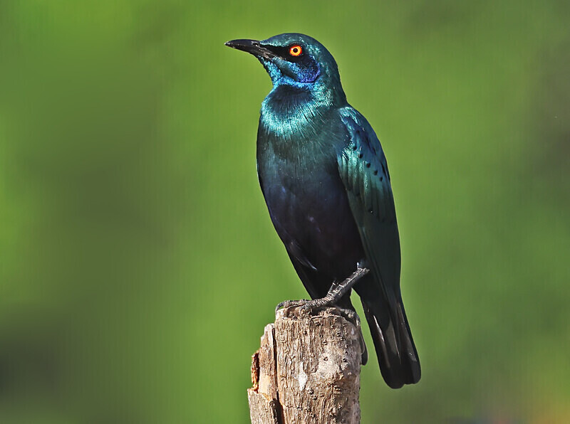 Greater Blue Eared Starling - The Gambia Januarry 2026