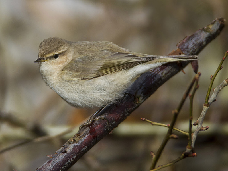 Siberian Chiffchaff - Warblers