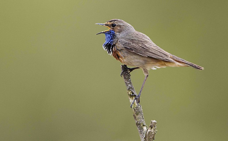 Male Bluethroat - Netherlands 2016