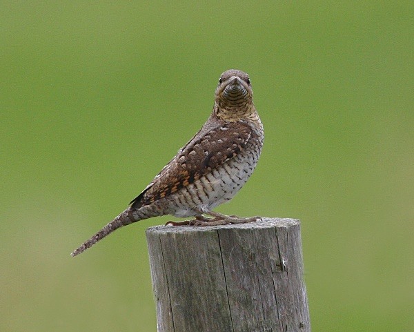 Wryneck - Woodpeckers & Wrynecks