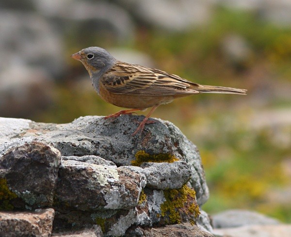 Cretzchmar's Bunting - Lesvos 2011