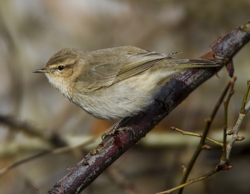 Siberian Chiffchaff - Warblers