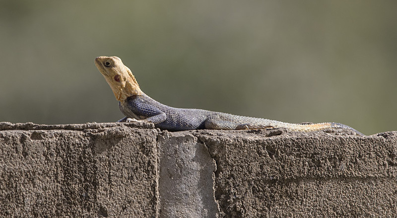 Agama Lizard. - The Gambia 2018