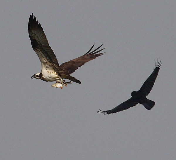 Osprey - Owls, Raptors, Corvids & Doves