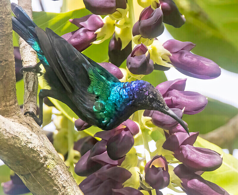 Splendid Sunbird - The Gambia Nov/Dec 2023