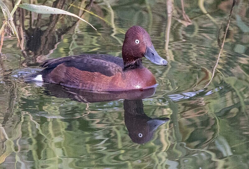 Ferruginous Duck. - Lesvos April/May 2023