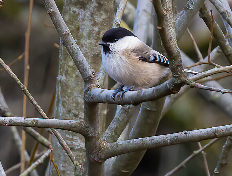 Willow Tit - Crests & Tits