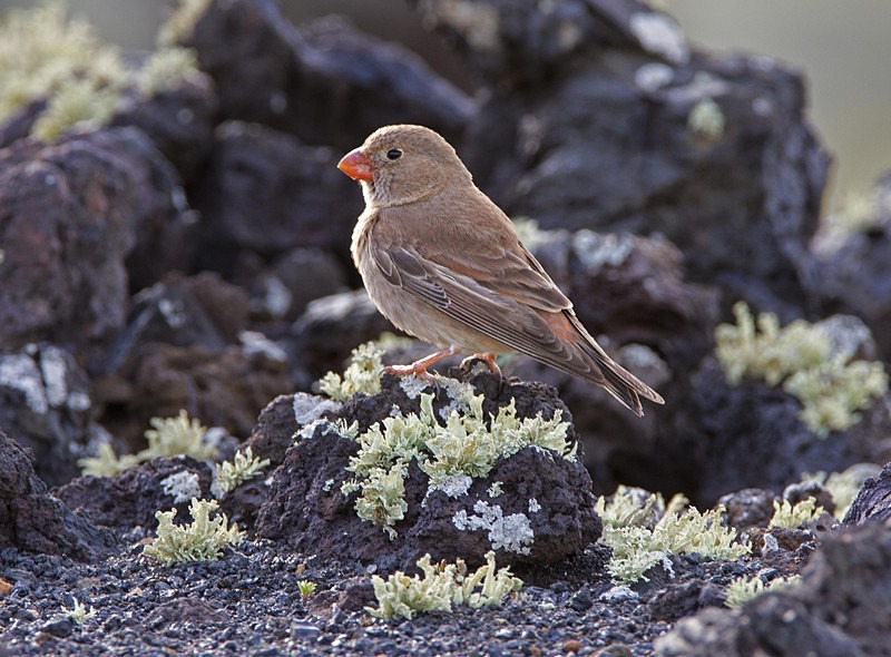 Trumpeter Finch - Lanzarote
