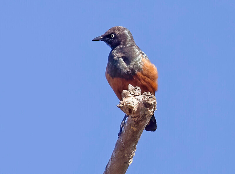 Chestnut Bellied Starling - The Gambia Nov/Dec 2023