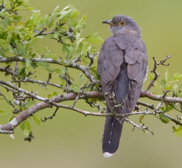 Female Cuckoo - Cuckoos, Shrikes & Waxwings