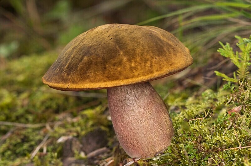Scarletina Bolete - Boletes