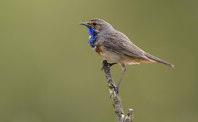 Male Bluethroat - Netherlands 2016