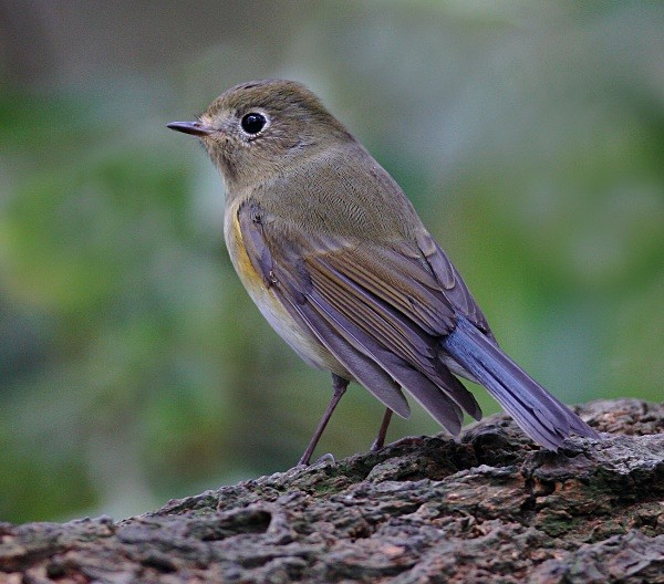 bluetail chesterfield
