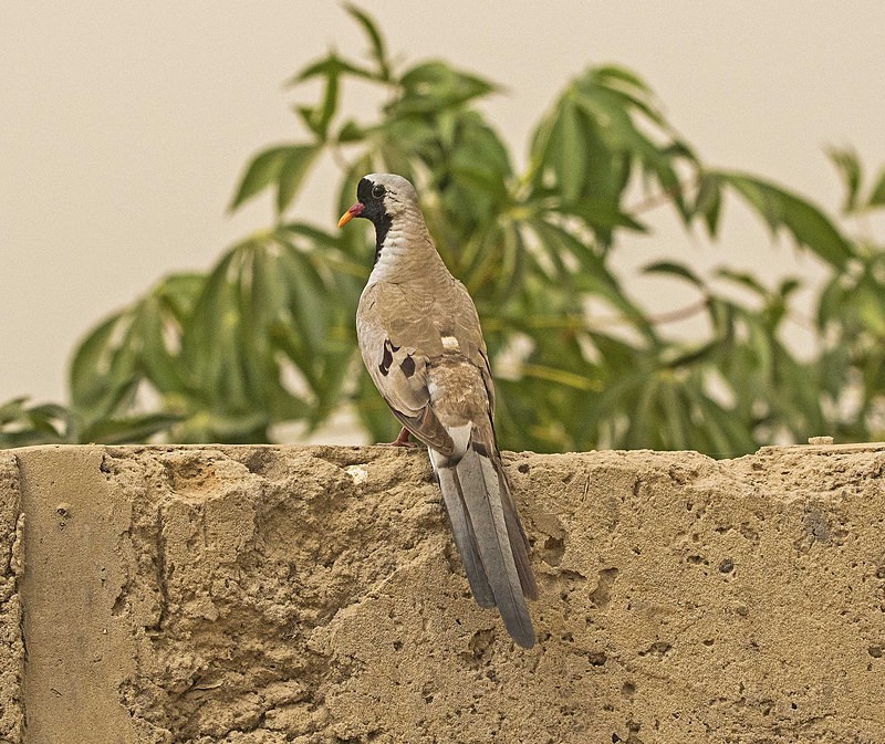 Namaqua Dove. - The Gambia 2018