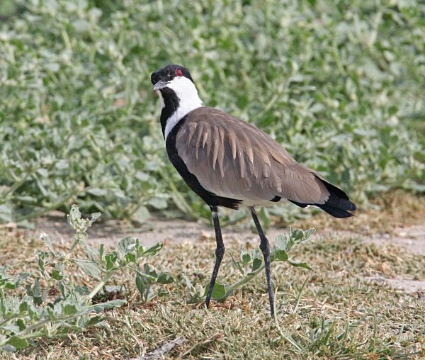Spur Winged Plover - Cyprus Birds
