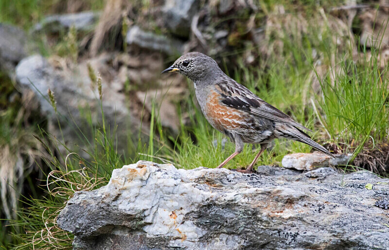 Alpine Accentor - Bulgaria and Romania 2019
