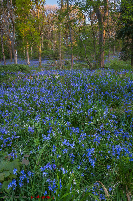Aughton Woods - Lancashire and the North West