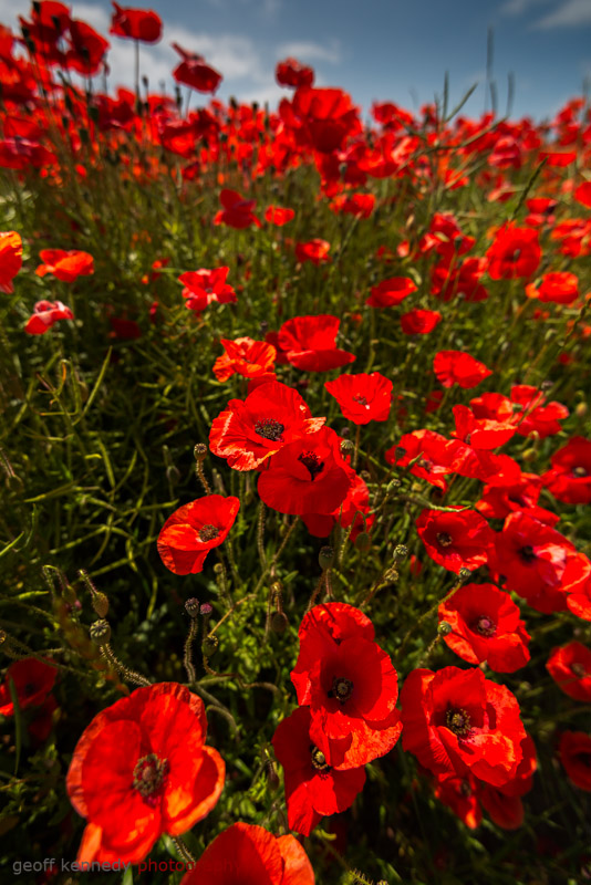 Poppies - Yorkshire and the North East