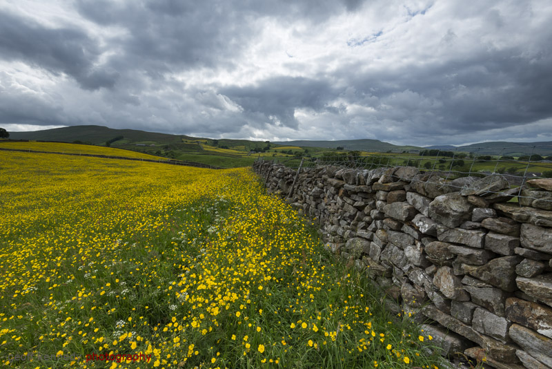 Hay Meadow at Burtesett - Yorkshire and the North East