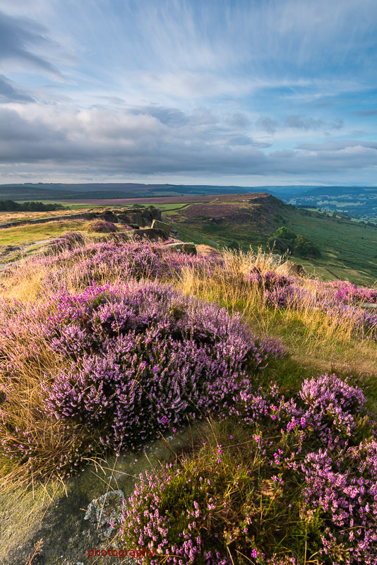 Early Heather - Peak District