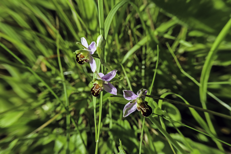 Bee Orchids - Unsustainable Cities? the on-line 2014 RGS Exhibition