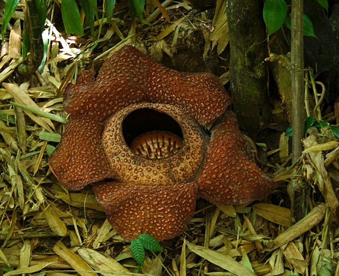 Rafelasia - Borneo