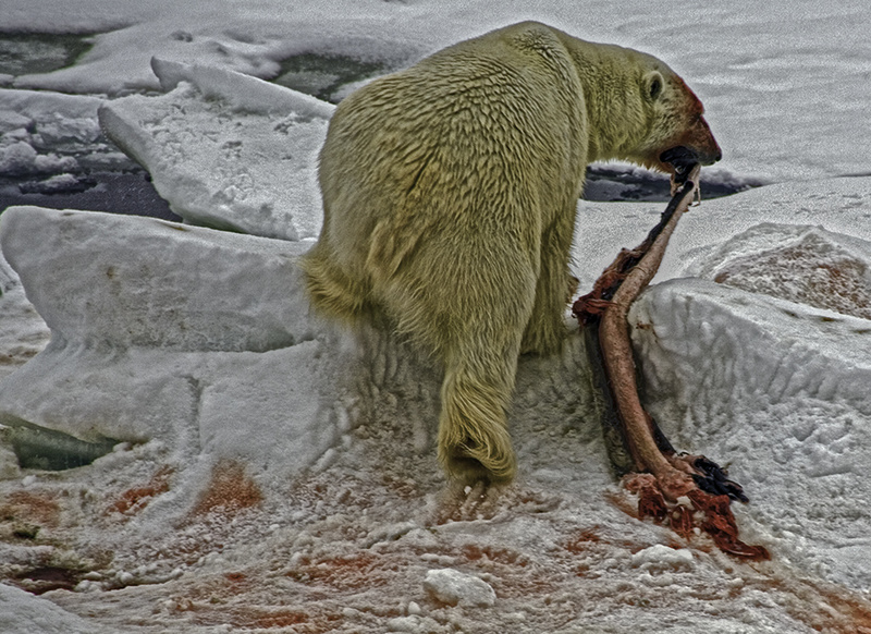 Last Bear Standing - Unsustainable Cities? the on-line 2014 RGS Exhibition