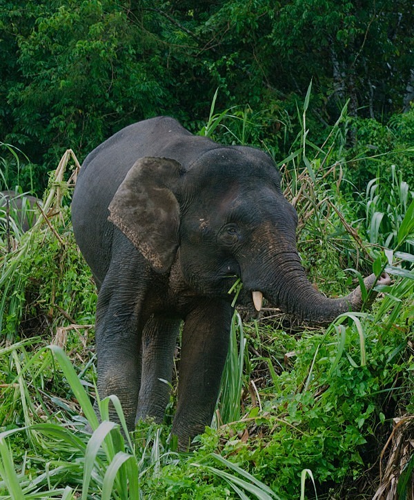 Pygmy Elephant, Kinabatangan River, Sabah - Borneo