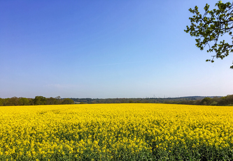 Rape Field - Lockdown 2020 Favourites